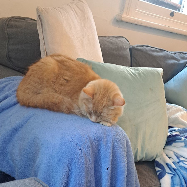 Photo of Goldie And Gotcha