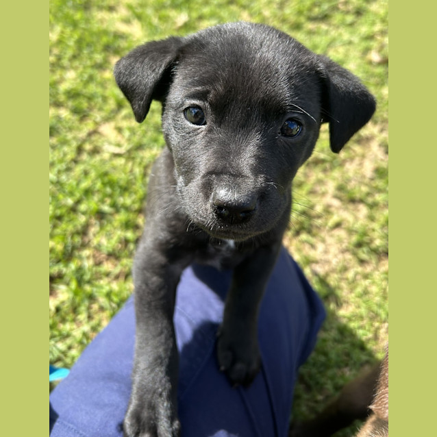 Photo of Koda