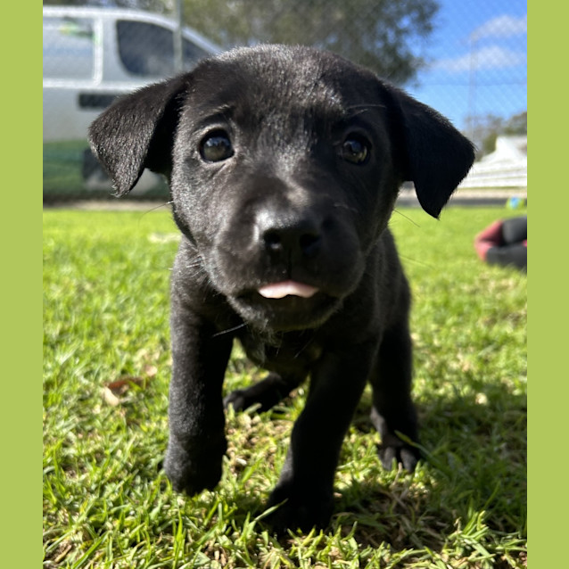 Photo of Koda