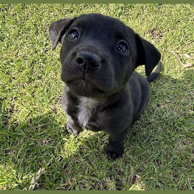 Photo of Koda