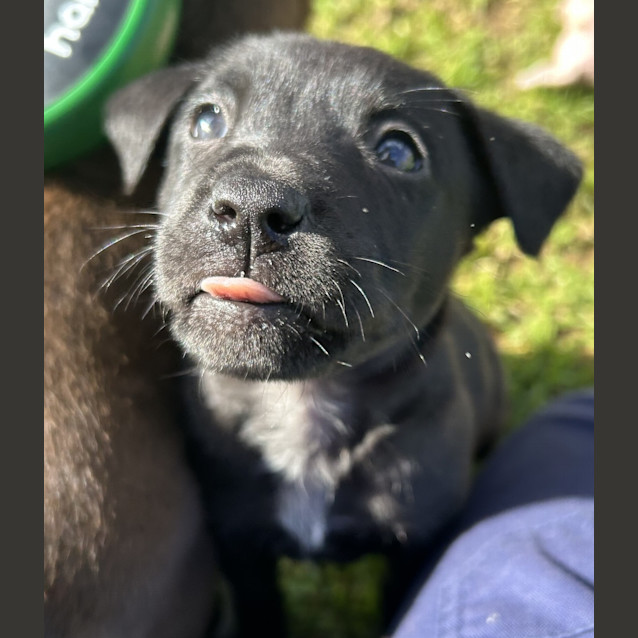 Photo of Koda