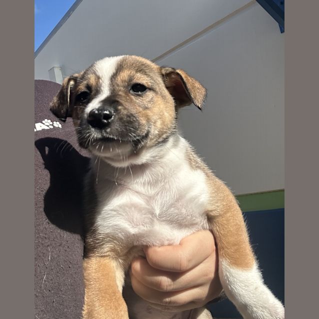 Photo of Willow