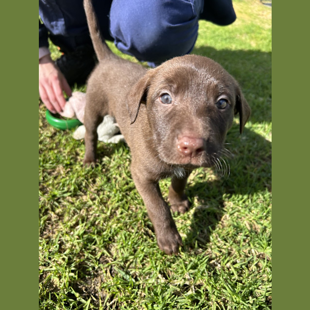 Photo of Peppercorn