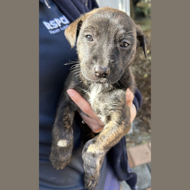 Photo of Pepperoni (Now Pippin)