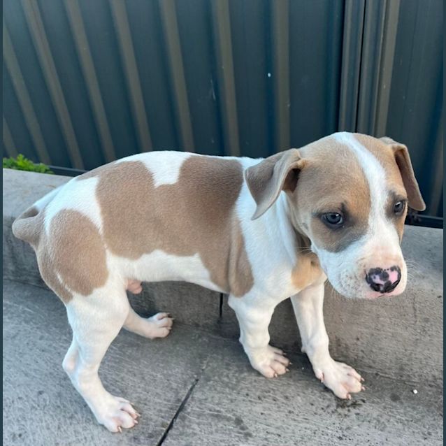 Photo of Zeus   8 Week Old Bull Arab (Trial)