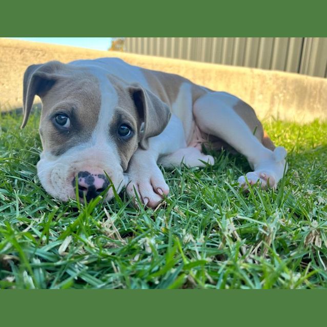 Photo of Zeus   8 Week Old Bull Arab (Trial)
