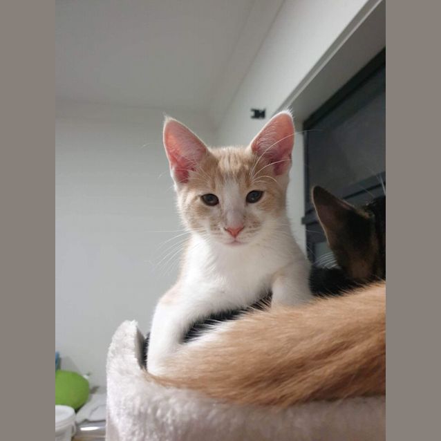 Photo of Saffron Meet Me At Petstock Hastings 