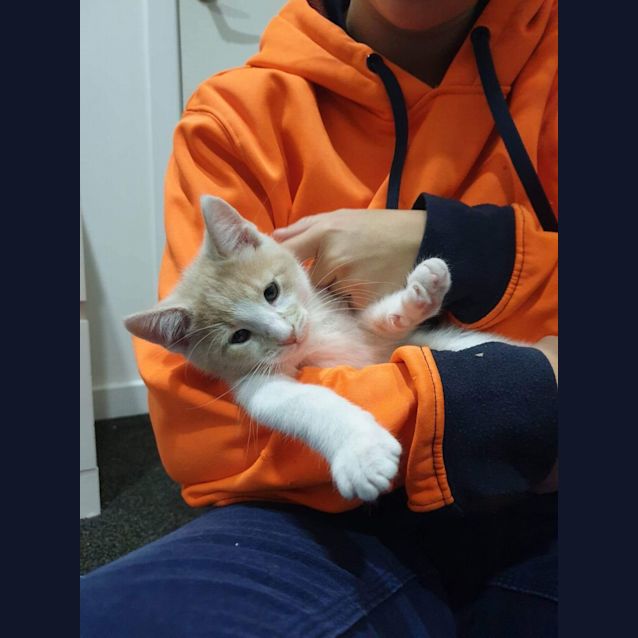 Photo of Saffron Meet Me At Petstock Hastings 