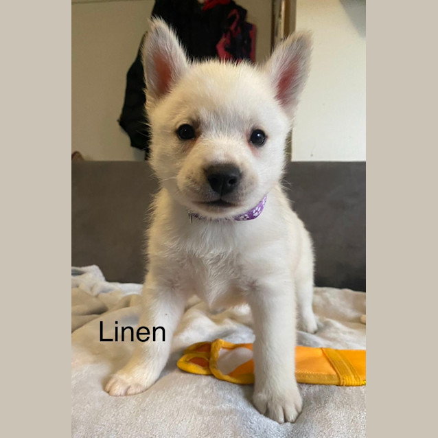 Photo of Laces Pups