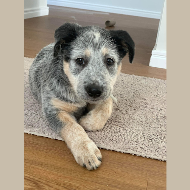 Photo of Sabre