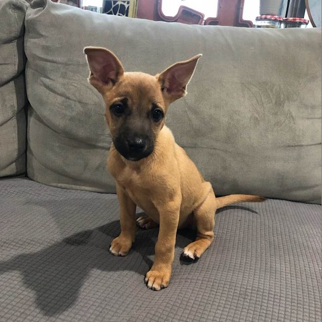 Photo of Magnum (Mira)