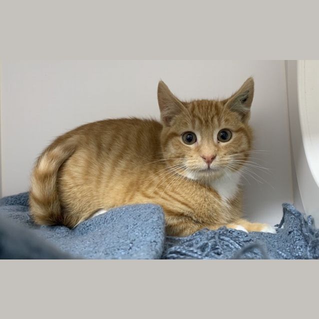 Photo of Peanut
