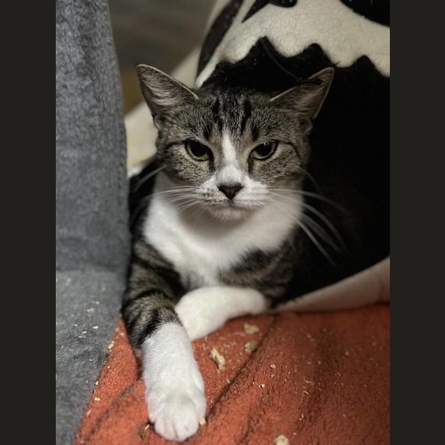 Photo of Honey