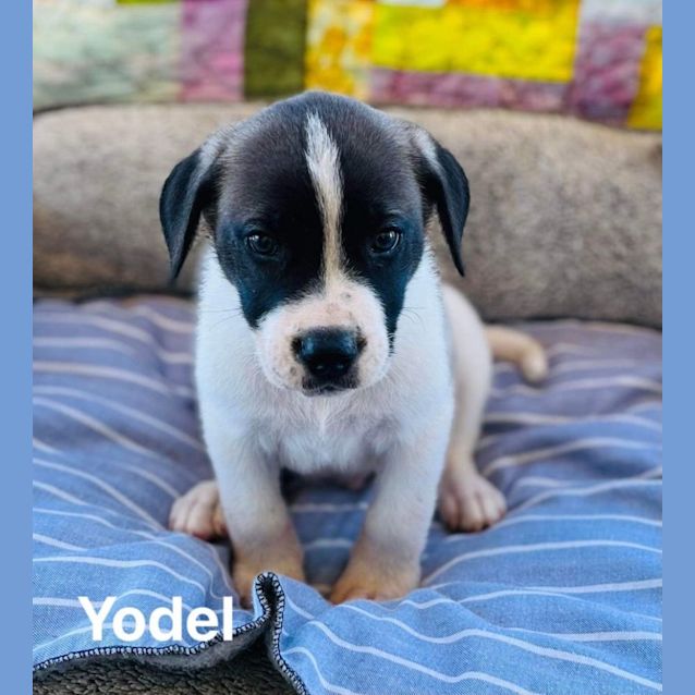 Photo of Yodel
