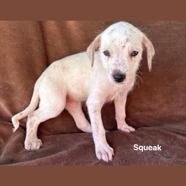 Photo of Squeak