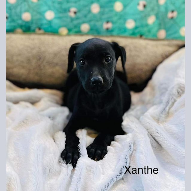 Photo of Xanthe