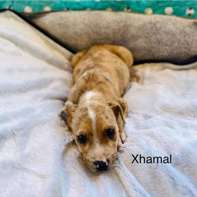 Photo of Xhamal