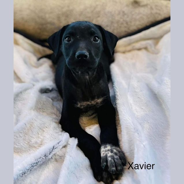 Photo of Xavier