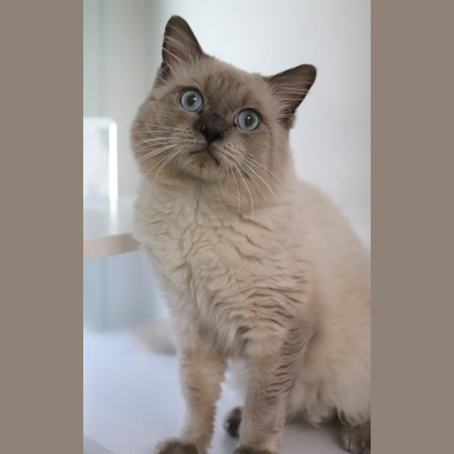 Photo of Tiny Teddy