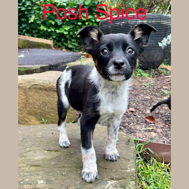Photo of Posh Spice