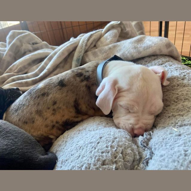 Photo of Leo   13 Week Old Catahoula X (Trial 2/9/23)
