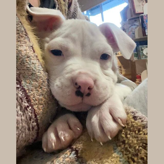 Photo of Leo   13 Week Old Catahoula X (Trial 2/9/23)
