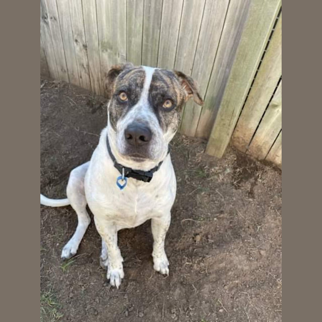 Photo of Blaze *$99 Adoption Fee*