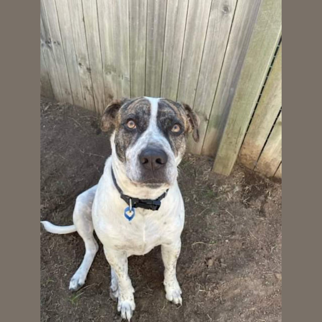 Photo of Blaze *$99 Adoption Fee*