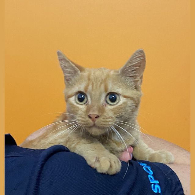 Photo of Chester