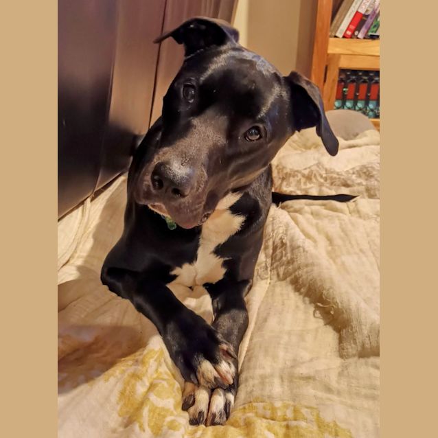Photo of Bojack