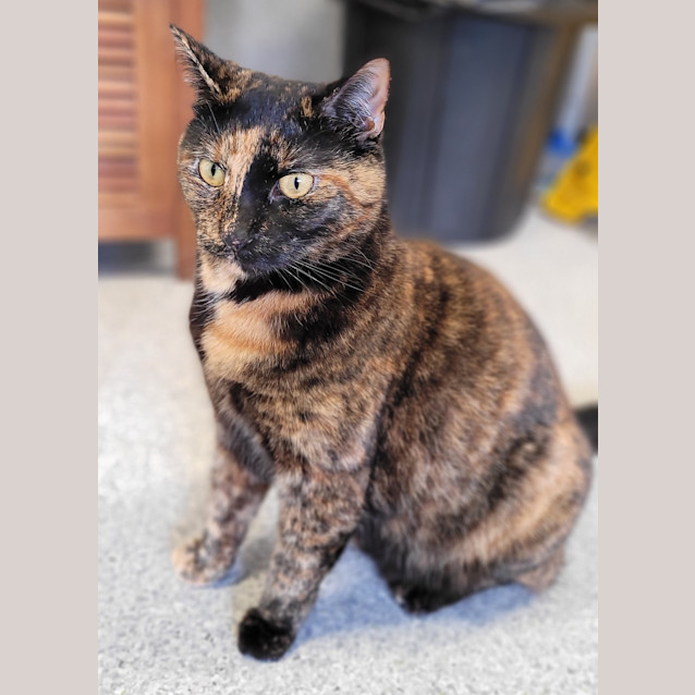 Photo of Diana Prince 