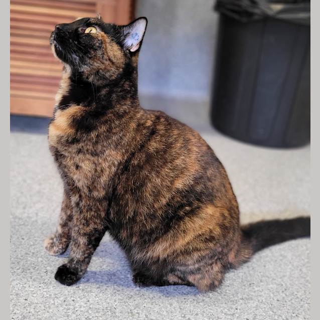 Photo of Diana Prince 