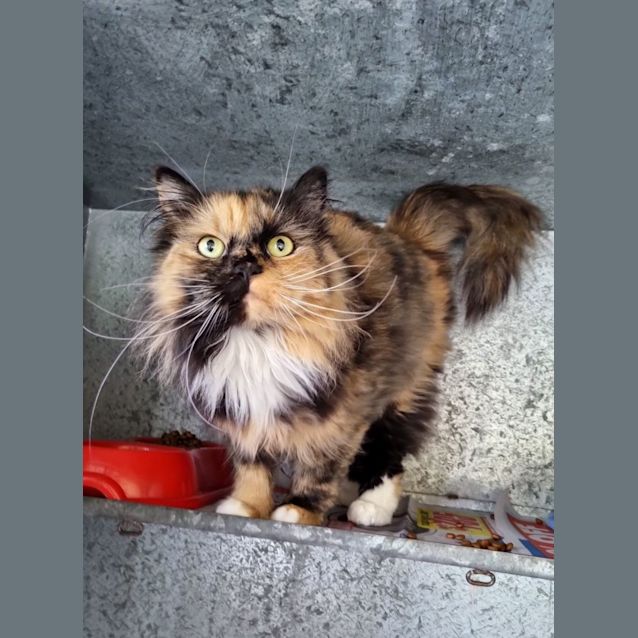 Photo of Pepper
