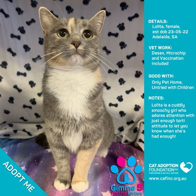 Photo of Lolita