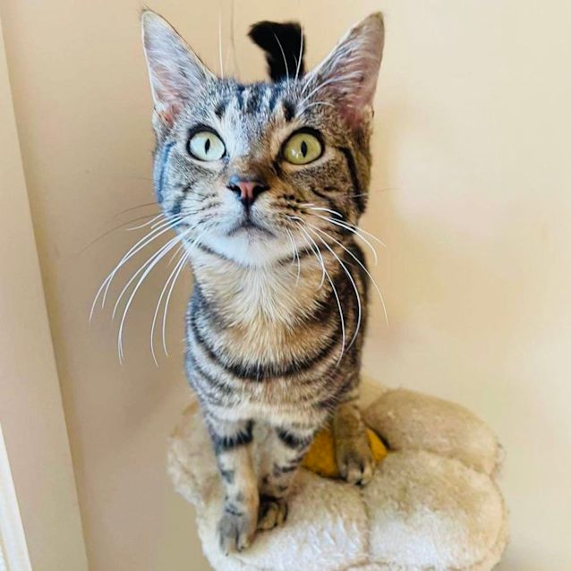 Photo of Sienna   Located In Box Hill North