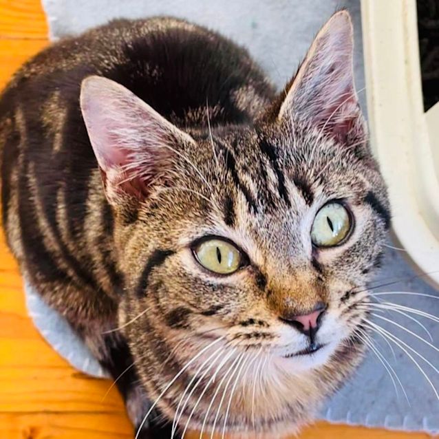 Photo of Sienna   Located In Box Hill North