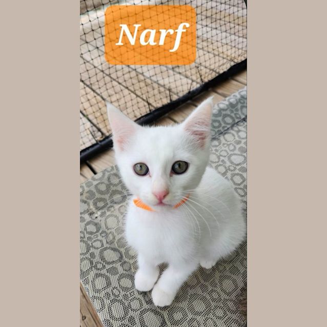 Photo of Narf