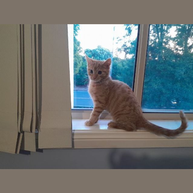 Photo of Ziggy
