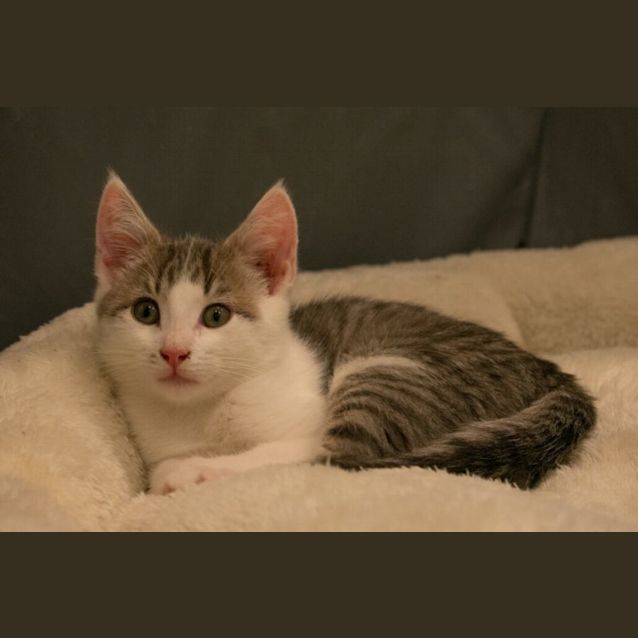 Photo of Digger