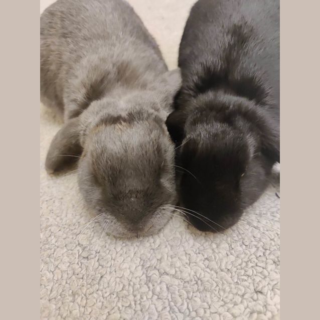 Photo of Valentino And Tulip