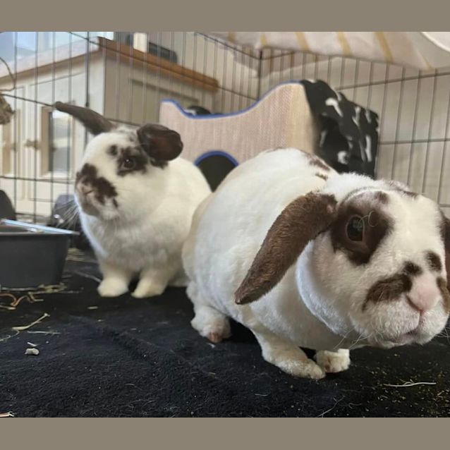 Photo of Pumpkin And Juliette