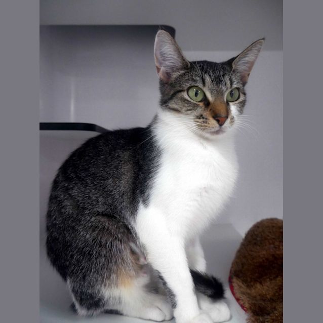 Photo of Aries Sua010947 