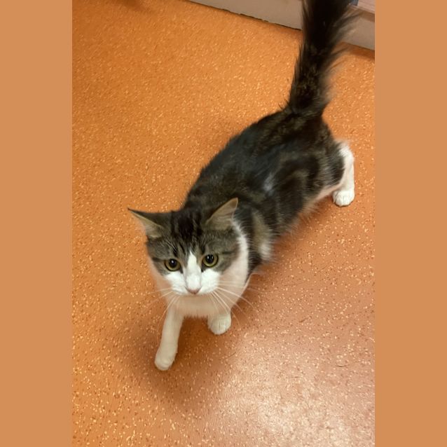 Photo of Pancake