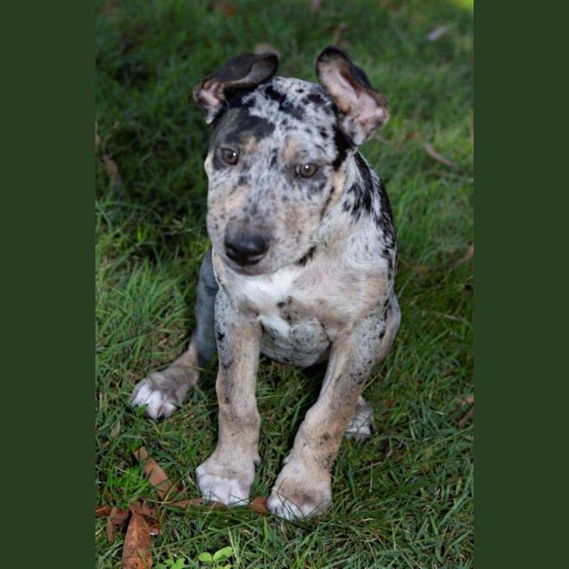 Photo of Sully   10 Week Old Bull Arab X