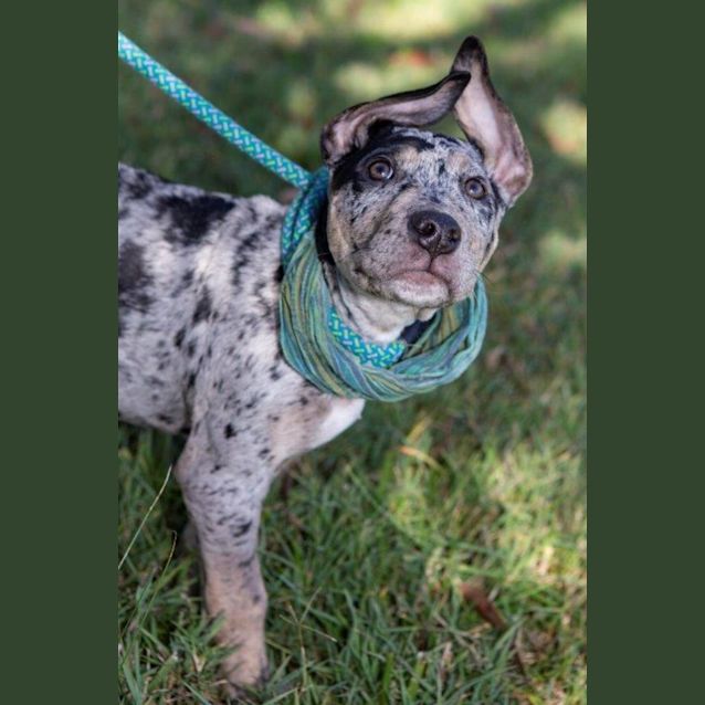 Photo of Sully   10 Week Old Bull Arab X