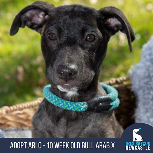 Photo of Arlo   10 Week Old Bull Arab X