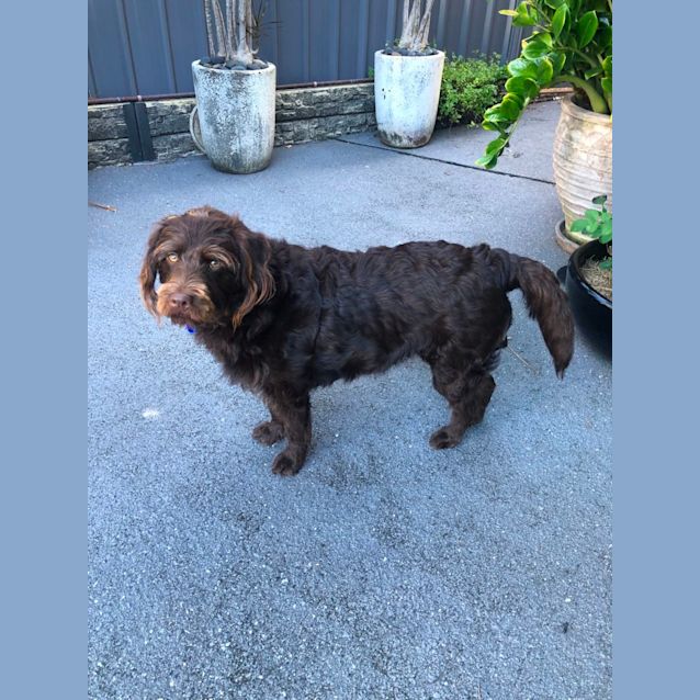 Photo of Milo   10 Month Old Labradoodle (Trial)