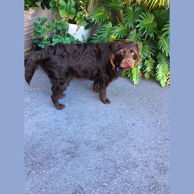 Photo of Milo   10 Month Old Labradoodle (Trial)