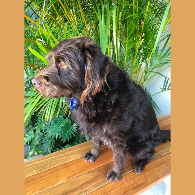 Photo of Milo   10 Month Old Labradoodle (Trial)