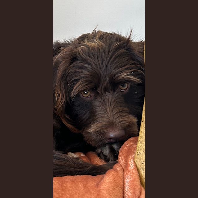 Photo of Milo   10 Month Old Labradoodle (Trial)